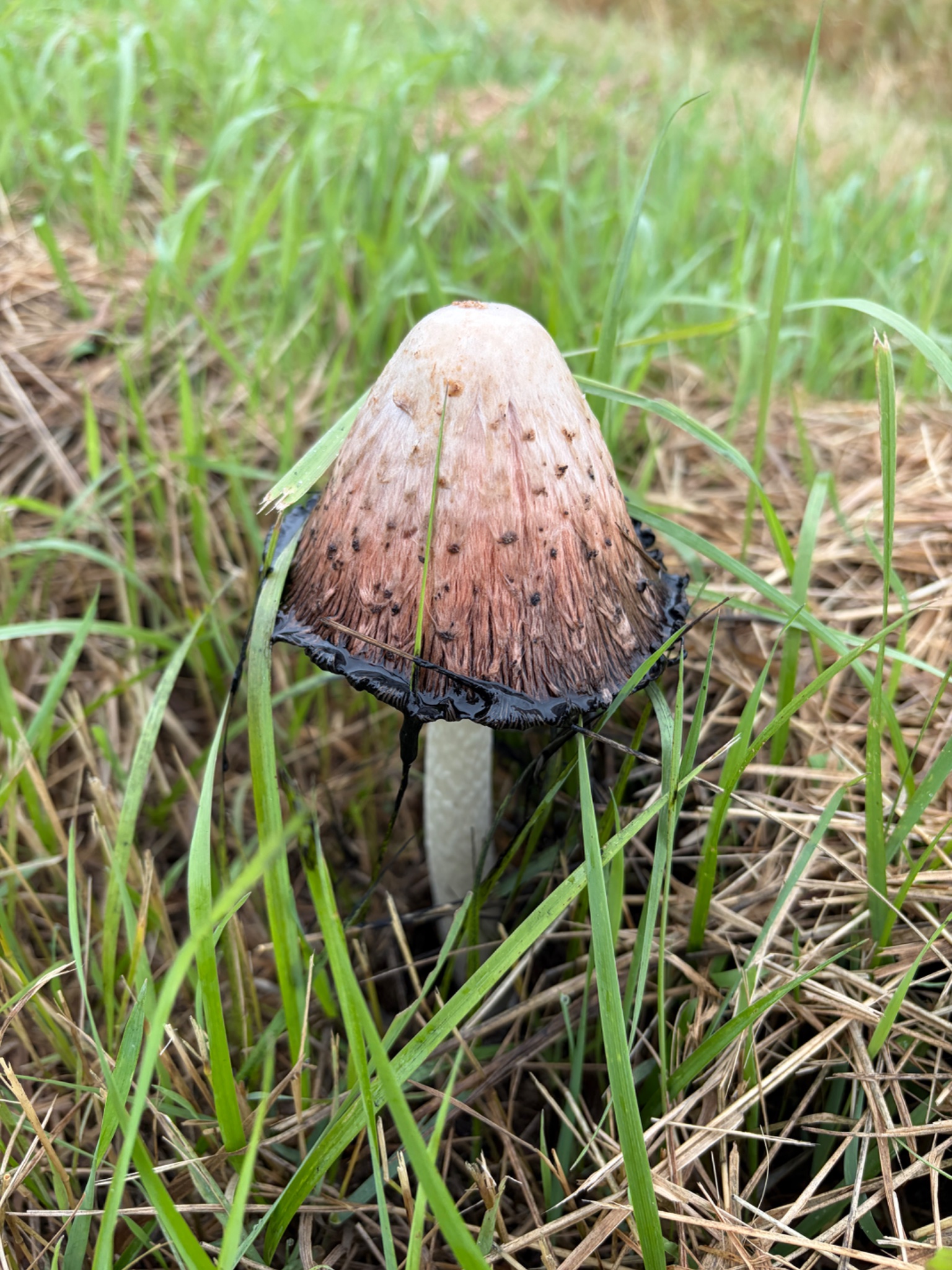 2.5”. · Grassland · on Aspen · Soil · September 2026