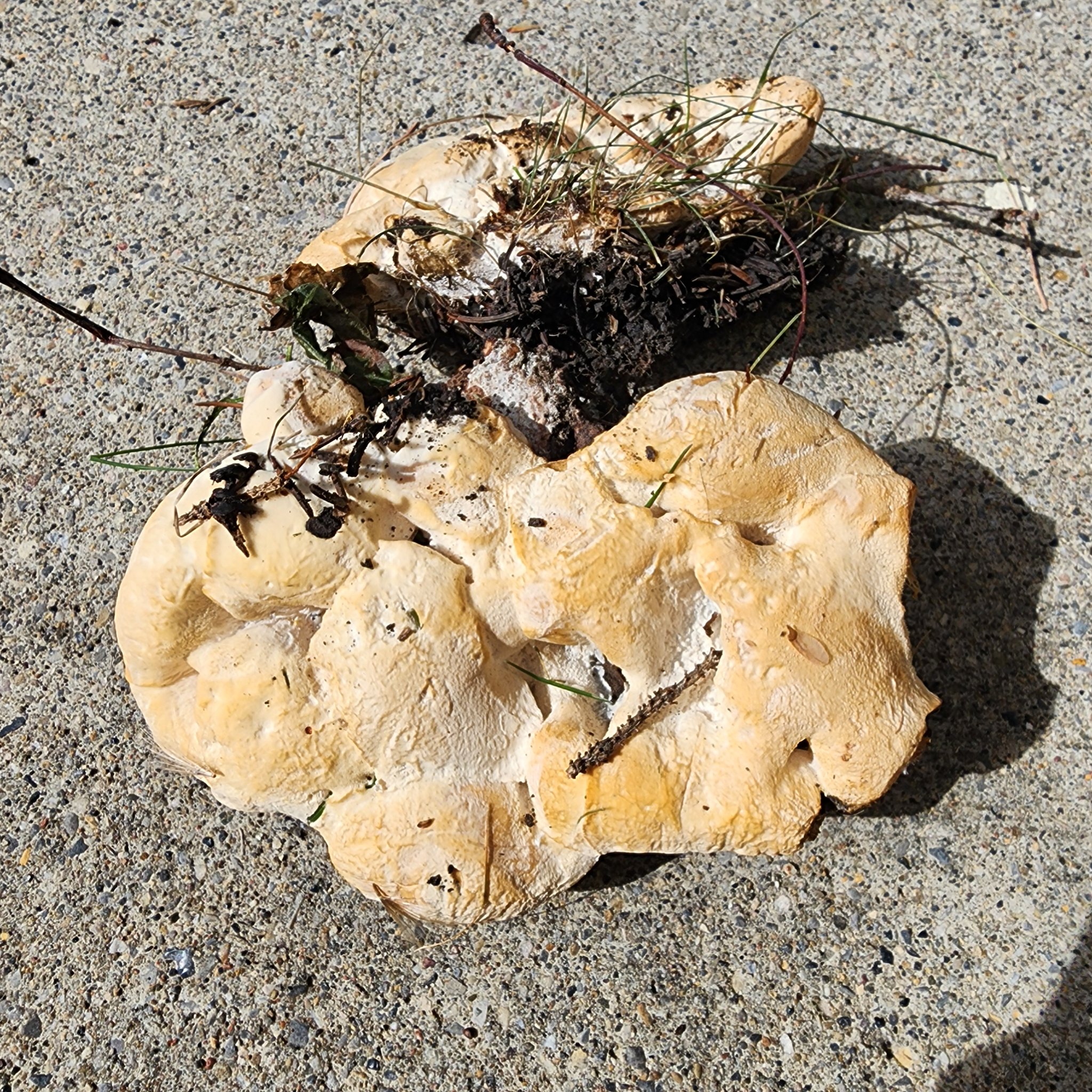 Slightly convex multiple domes · Coniferous forest · on Pine · Living softwood · August 2026