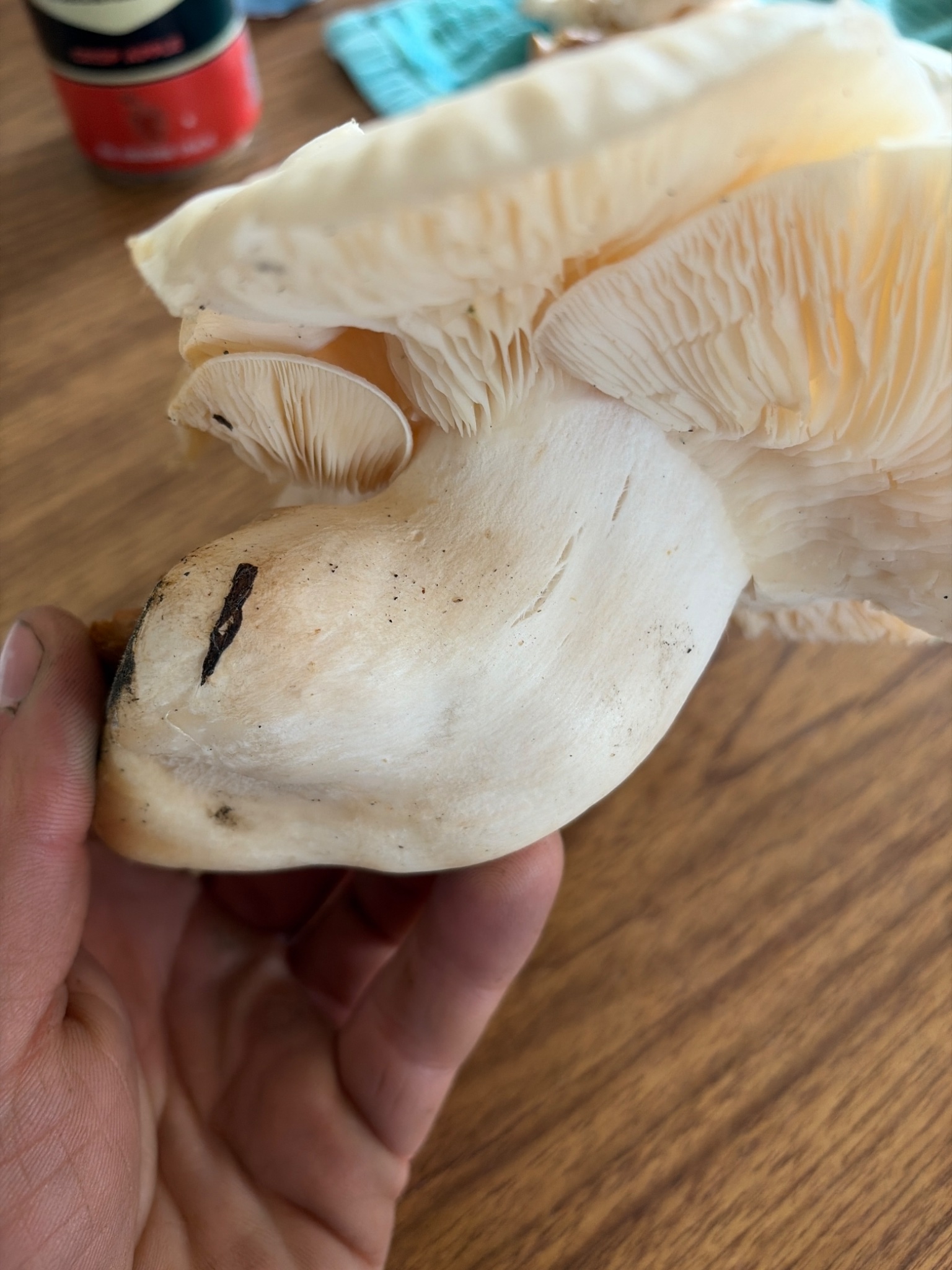 White flesh, earthy smell, no bruising.